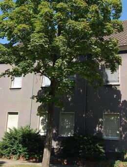 Kamen ! 4-Familienhaus in Südkamen ! - Kamen