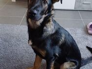 Loki sucht ein neues zu Hause - Aachen