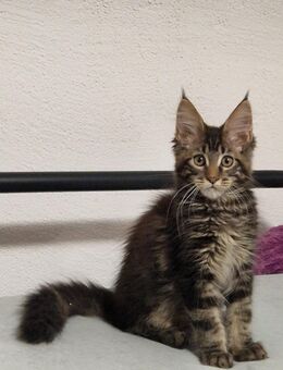 Wunderschöne Maine Coon Boy mit Stammbaum. - Mainhardt