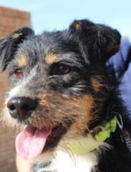 Tano ein Terrier mit viel Herz - Bedburg