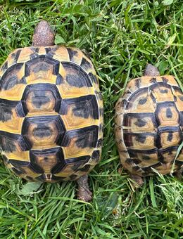 2 Griechische Landschildkröten THB 2022 mit Cites - Magstadt