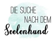 Gesucht: Ruhiger Wegbegleiter für liebevolle Hundemama - Schweinfurt