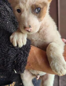 Lotus - zuckerschock garantiert - Schlitz