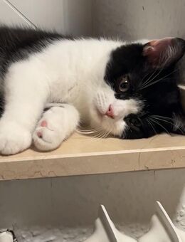 Schwarz-weißer Kater mit Kuschelfaktor sucht ein liebevolles Zuhause - Mönchengladbach