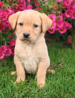 Labrador Welpen - Burow