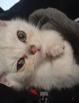 BKH Babykatzen - Homburg
