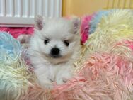 Zwergspitz/ Pomeranian Welpen suchen ein neues Zuhause - Colditz