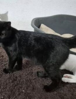 Kätzin 222838 sucht ihr Zuhause - Köln