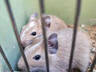 Degu verschiedene Farben, Chinchilla Verwandte, Maus - Traunreut