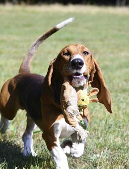 Der zauberhafte Valentin, ein reinrassiger Basset Artesien Normand, sucht ein neues Zuhause. - Lüneburg