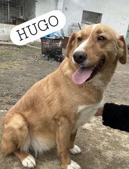 🐾❤️ HUGO, unser Immer-Sonnenschein - Eichendorf