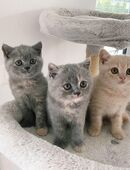 BKH Kitten reinrassig mit Stammbaum in 8226