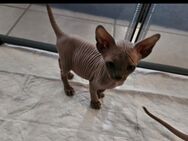 Candian Sphynx Kitten - Barsinghausen