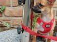 Kleiner Chihuahua sucht ein neues Zuhause in 46325