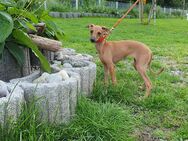 Italienisches Windspiel... Italian Greyhound.... Sighthound - Bad Saulgau