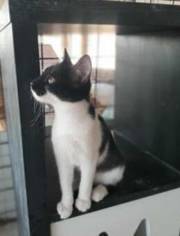 Kalina, ausgeglichene Schmusebacke, 6M - Vaterstetten