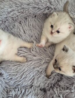 Reinrassige SilverShaded/Blue Point Kitten - Bielefeld