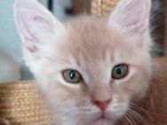 Maine Coon kitten - Berlin Spandau
