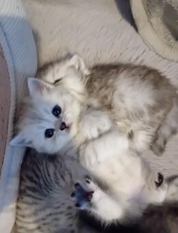 BKH Mädchen Silver Tabby - Heldrungen