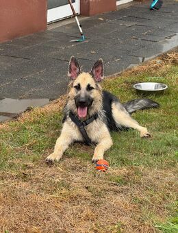 Schäferhund 12 Monate alt - Krefeld