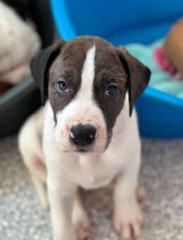 Mischlingswelpen - Doggenmix - Breitengüßbach