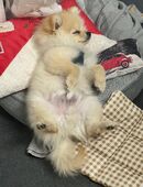 Zwergspitz kleiner Prinz Coco in 82538