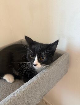Katzenbabyy - Grevenbroich