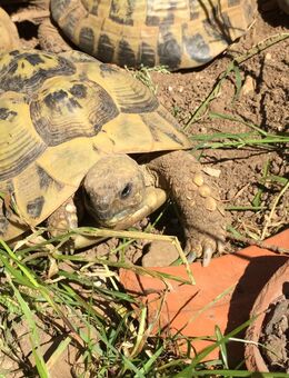 Griechische Landschildkröten THB, Jahrgang 2022, aus eigener Zucht - Gilching