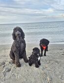 3 Pudel Mädels suchen Verstärkung in 24321