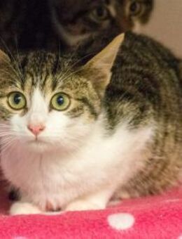 Frannie - Großerlach