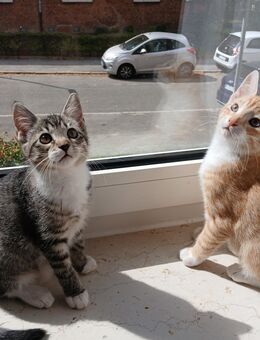 2 Kitten in liebevolle Hände abzugeben - Kiel