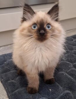 Reinrassige Neva Masquarade Kitten / Katzen - Wuppertal