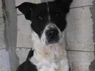 Woody - sehr gestresst im Shelter - Dreikirchen