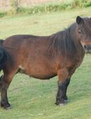 BIRLING BELINDA - eine der letzten Birling Stuten Mini Shetland - Rarität! alt-englische Blutlinie in 34587