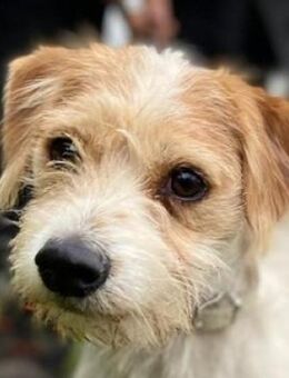 JACK 2 sucht Körbchen - Gefrees