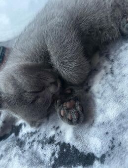 BKH Kitte Abzugeben - Paderborn