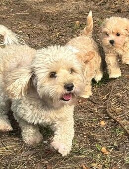 Wunderschöne F1 Maltipoo Welpen - Darmstadt