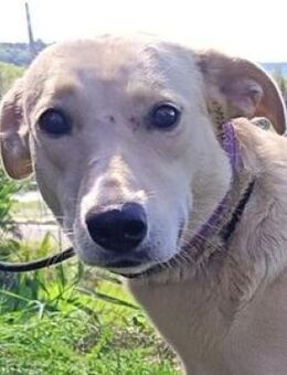 WENDY 2 wurde auf der Strasse gefunden - Gefrees