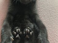 Baby Katze suche neue Hause - Wallerfangen