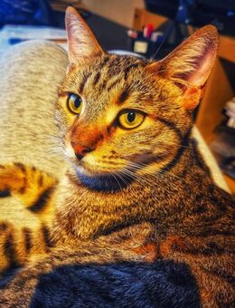 Zuhause gesucht für Jessi - Miesbach