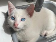 Weißes kitten - Kerpen (Kolpingstadt)