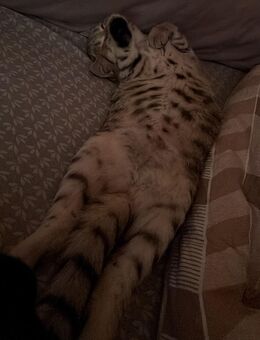 BKH Kitten - Lahr (Schwarzwald)