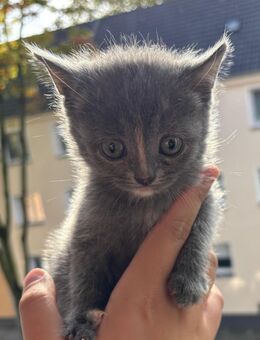 BKH Kitten - Essen