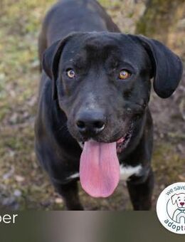 Piper: verdient eine zweite Chance - Kirchzell