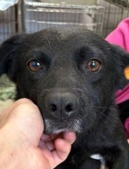 BENSCHI zittert um sein Leben - Hof