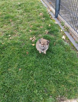 Pomchi Welpen - Altenburg