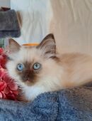 Heilige Birma Kitten in 08209