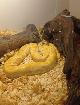 Tigerpython - Kirchlinteln