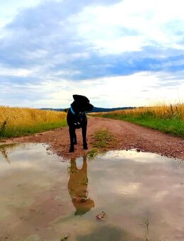 Hund ArtGerecht - Training, Gutachten, Therapie - Crawinkel