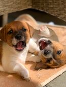 Jack Russell Welpen in 9523
